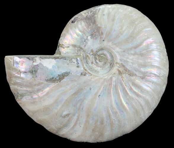 Silver Iridescent Ammonite - Madagascar #54883